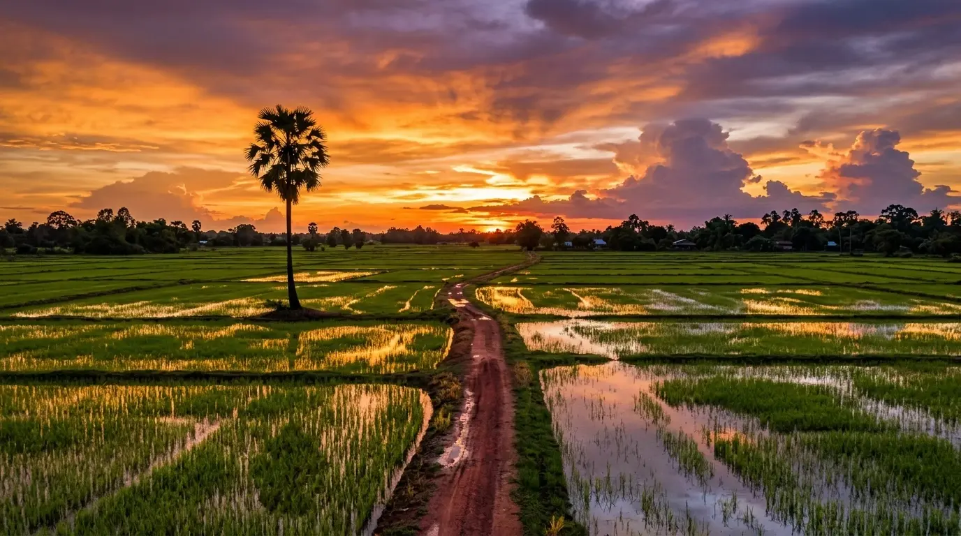 Rice Fields at Sunset in Amnat Charoen, Amnat Charoen, Thailand